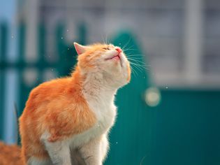 cat shaking head