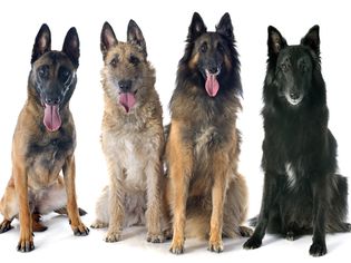 Belgian Laekenois, Belgian Malinois, Belgian Sheepdog, Belgian Tervuren