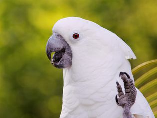 White umbrella cockatoo with its foot raised.
