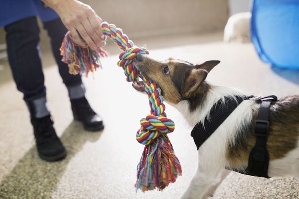 dog playing tug of war with a dog sitter