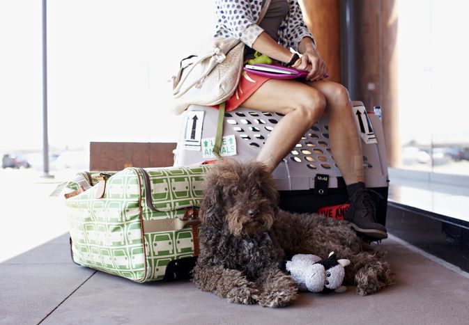 traveling with pet dog