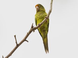 Half Moon Conure perched on a branch.