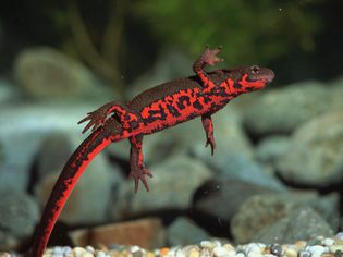 Japanese fire belly newt underwater