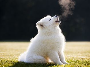 Samoyed puppy howling outside in the grass