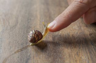 Small snail touching a person's finger.
