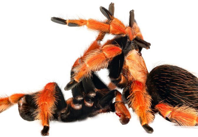Mexican Red-Knee tarantulas mating.
