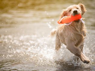 Golden Retriever Retrieving