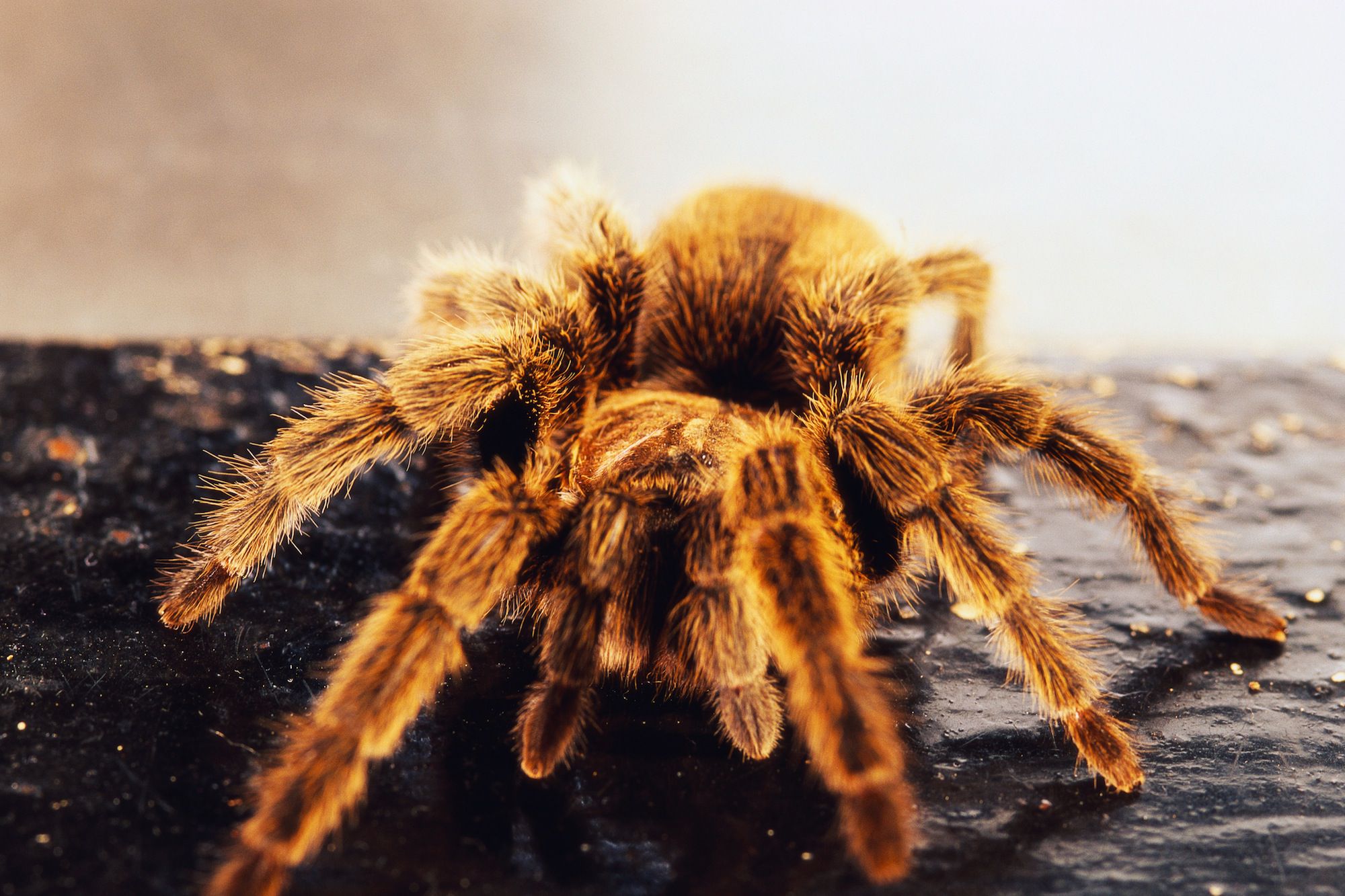 Tarantula on black surface