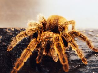 Chilean rose tarantula