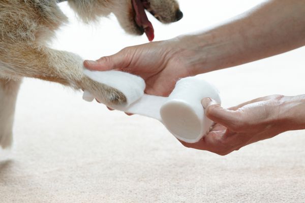 Owner applying sterile dressing to Jack Russell paw