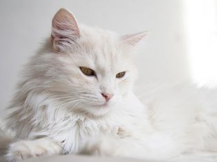 Angora cat
