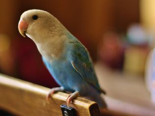 Close-up of parrot perching