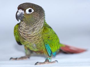 Green cheek conure bird standing.