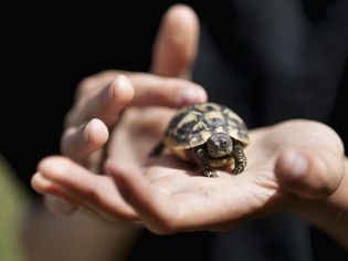 Hermann tortoise