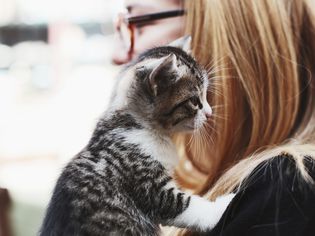 cat playing with owners hair