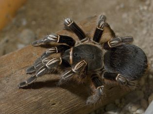 Costa Rican zebra tarantula on wood