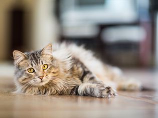 cat laying down on floor