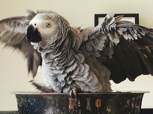 Wonderful AfricanGreys