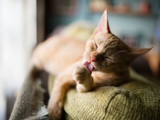 cat grooming