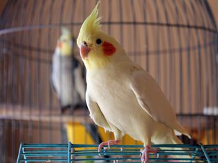 Cockatiel Perching On Cage