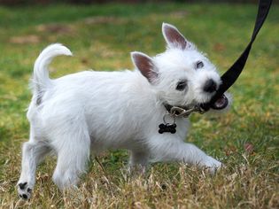 Smart young Westie puppy full of energy tugs on her leash.
