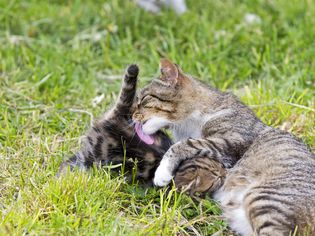 TabTabby mother cat nursing a kitten in grass