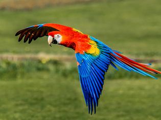Scarlet Macaw flying over grassy area