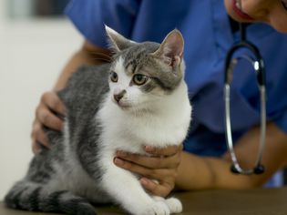 cat at vet