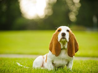 Basset Hound puppy with long ears sitting in grass.
