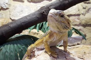 Close-Up Of Bearded Dragon On Rock