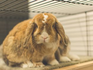 two rabbits in a cage