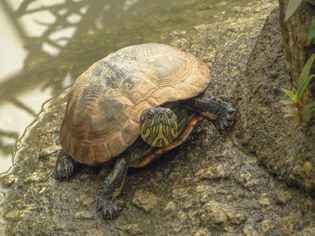 Aquatic turtle on a rock at water's edge