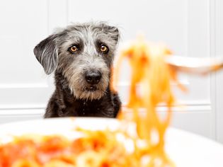 A black furry dog in focus staring at a plate of pasta.