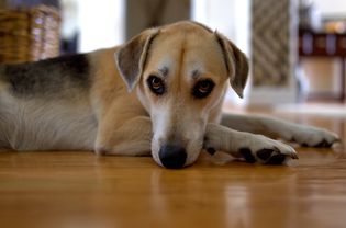 dog whining laying on floor