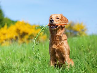dog with carrot