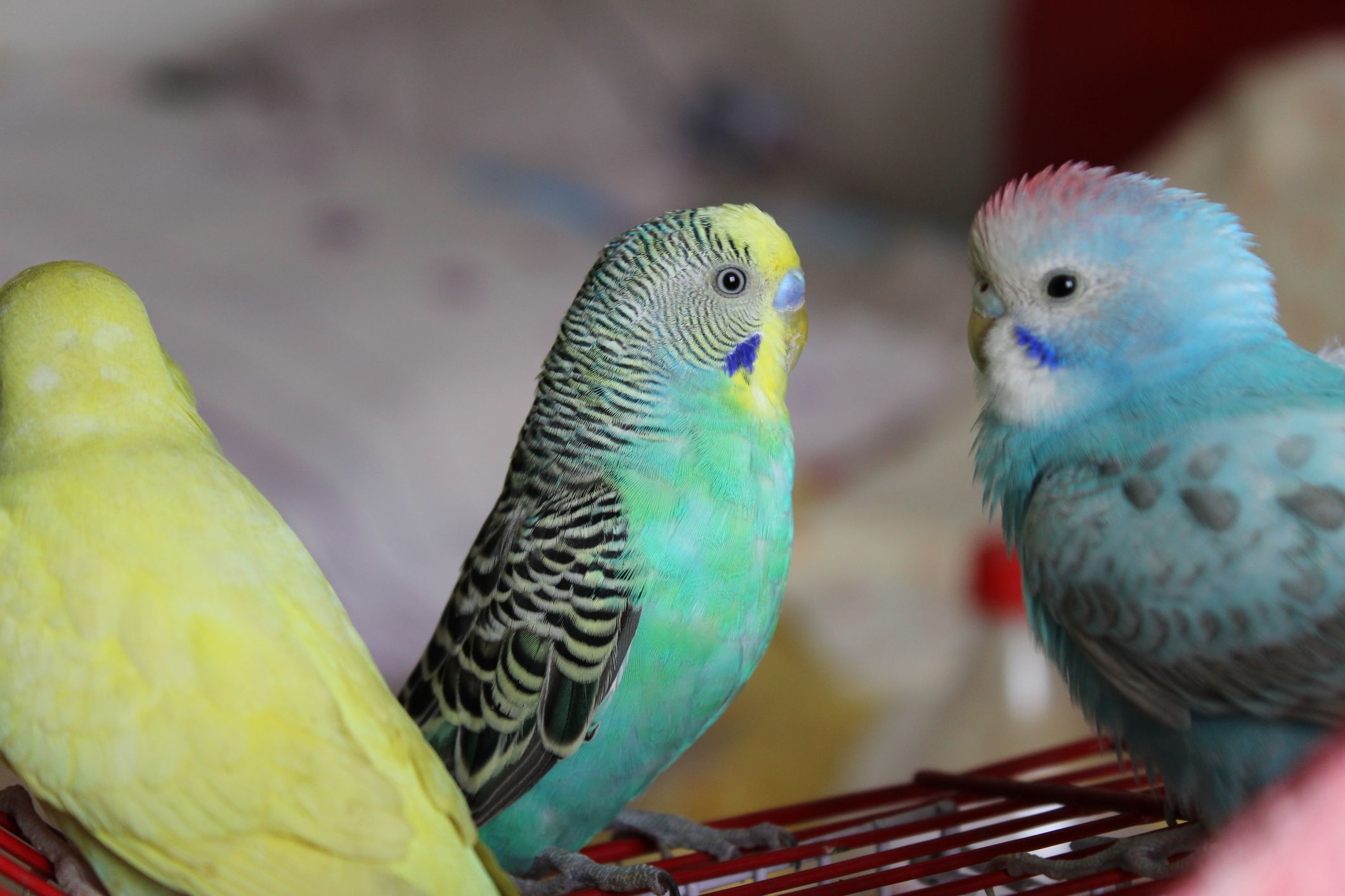 pet budgies standing together
