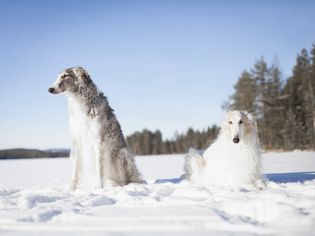 Borzois in the snow