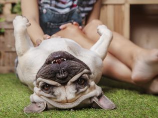 Pug smiling on back while getting tummy pet in grass. 