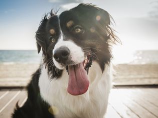 panting dog