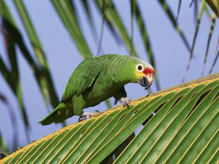 Red Lored Amazon Parrot