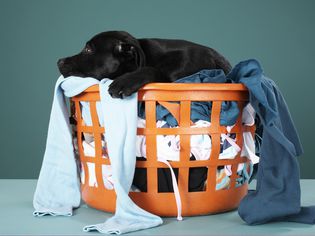 dog ate dryer sheet