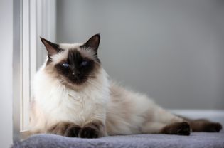 Balinese cat relaxing