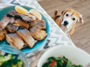 dog looking at salmon