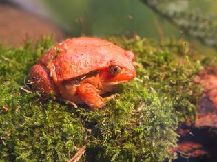 Tomato Frog