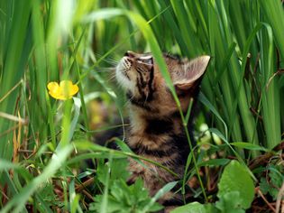 Cat in garden