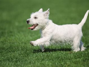 white dog running
