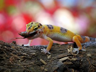leopard gecko eating insect