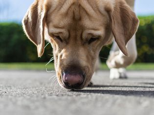 Dog sniffing the ground