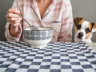 dog looking at bowl of quinoa