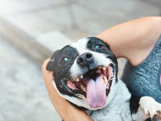 dog smiling
